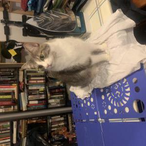 Lost 2 Raven (VA)