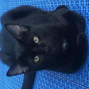 Image of Chewy, Lost Cat