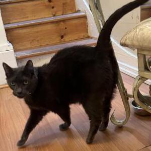 Lost 2 Mr Blue (NY)