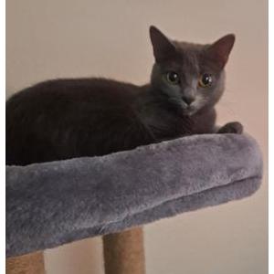 Image of Lilith, Lost Cat