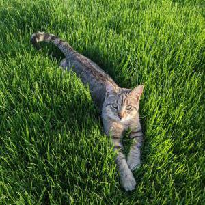 Image of Scat Cat, Lost Cat