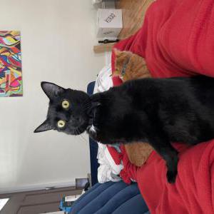 Image of Serena, Lost Cat