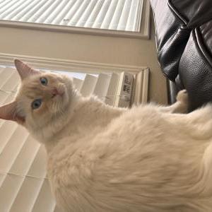 Image of Marshmallow, Lost Cat