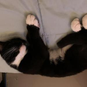 Image of Aruna, Lost Cat