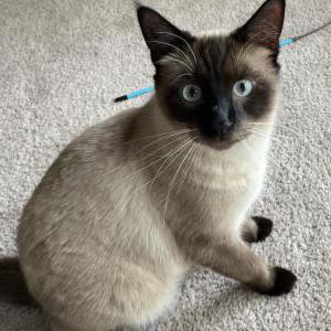 Image of Kit, Lost Cat