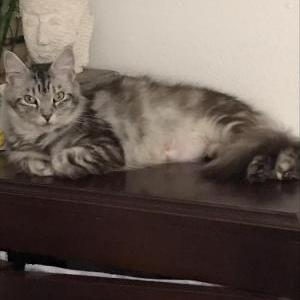 Lost Cat Gracie