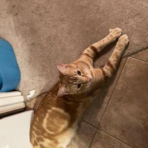 Image of Cheeto, Lost Cat