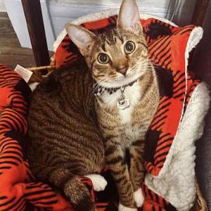 Image of Marco, Lost Cat