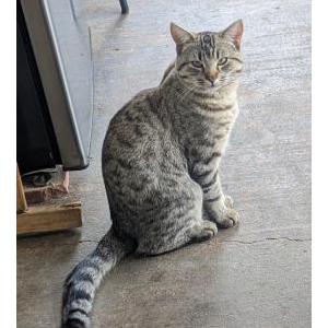 Lost Cat Rascal