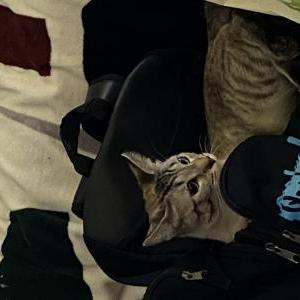 Image of Kuri, Lost Cat
