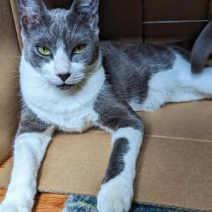 Lost Cat Ripley