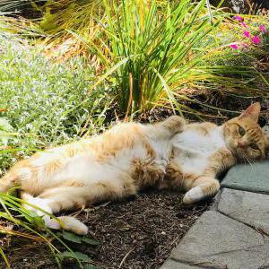 Image of Ernie, Lost Cat