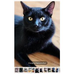 Image of Milo, Lost Cat