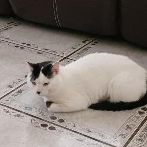 Image of Parker, Lost Cat