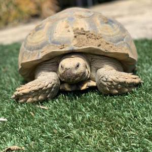 Lost Cat Large Tortoise