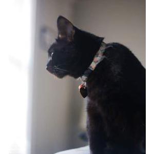 Image of Millie, Lost Cat