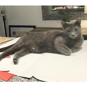 Lost 2 Milo (NJ)