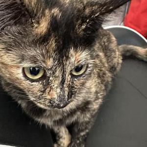 Image of Mac, Lost Cat