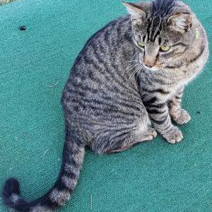 Image of Hoho, Lost Cat