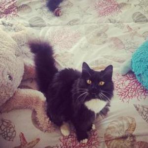 Lost 2 Leo (NY)