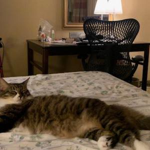 Image of Tyson, Lost Cat