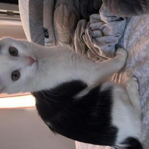 Image of Bonita, Lost Cat