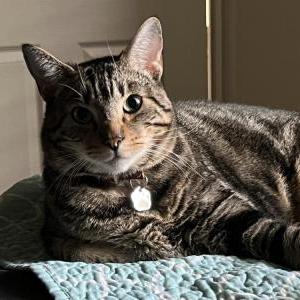 Image of Det. Popcorn, Lost Cat
