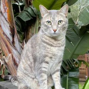 Lost Cat Laxshmi