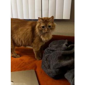 Image of Cumin, Lost Cat