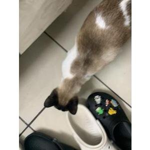 Image of chico, Lost Cat