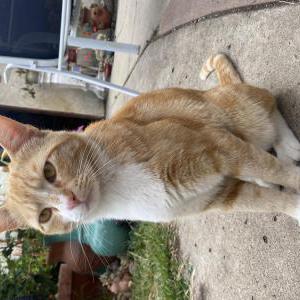 Lost Cat Cheddar