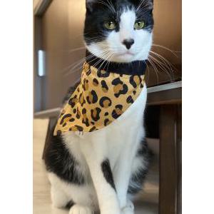 Image of Stanley, Lost Cat