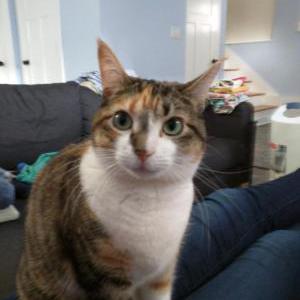Image of Claire, Lost Cat