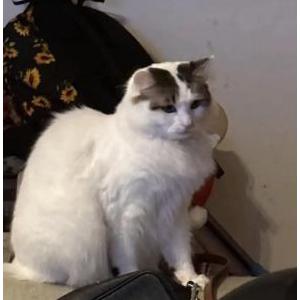 Lost Cat memes