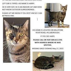 Lost Cat harry