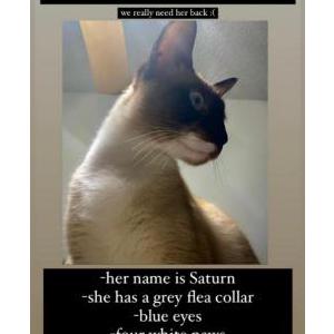 Image of Saturn, Lost Cat
