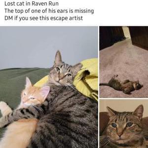 Lost Cat Theodore