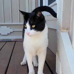 Image of Unknown, Found Cat