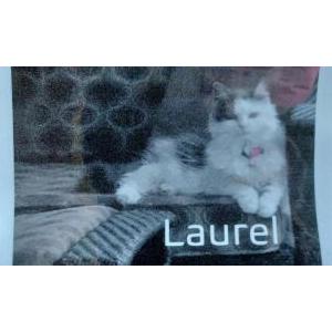 Image of Laurel, Lost Cat