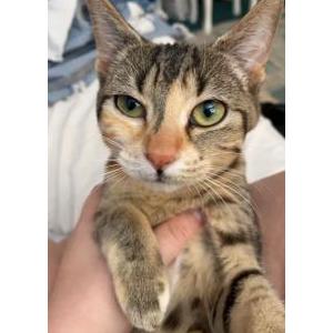 Lost 2 callie (GA)