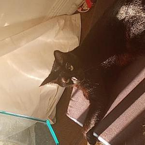 Image of Bear Bear, Lost Cat