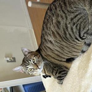Image of Versace, Lost Cat