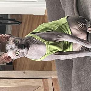 Image of Pete, Lost Cat