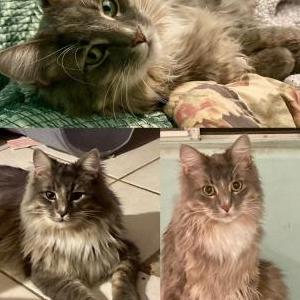 Lost 2 Brody (Bushky) (CA)