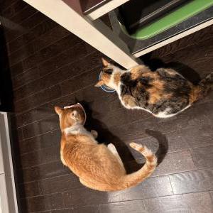 Image of Simba, Lost Cat