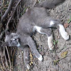 Image of Kittykat, Lost Cat