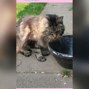 Image of Unknown, Found Cat