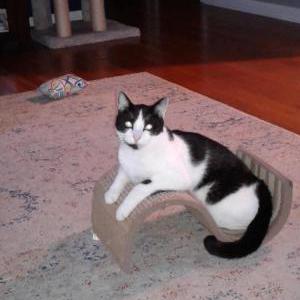 Image of Pickles, Lost Cat