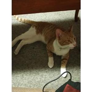 Image of Pumpkin, Lost Cat