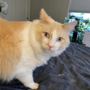 Image of Napoleon, Lost Cat